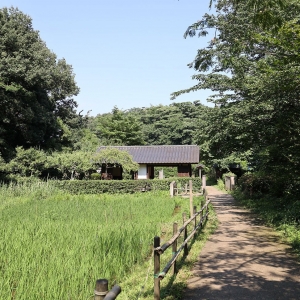 舞岡公園で森林浴！横浜で田園風景に癒されながら自然に触れたり生きもの見たり