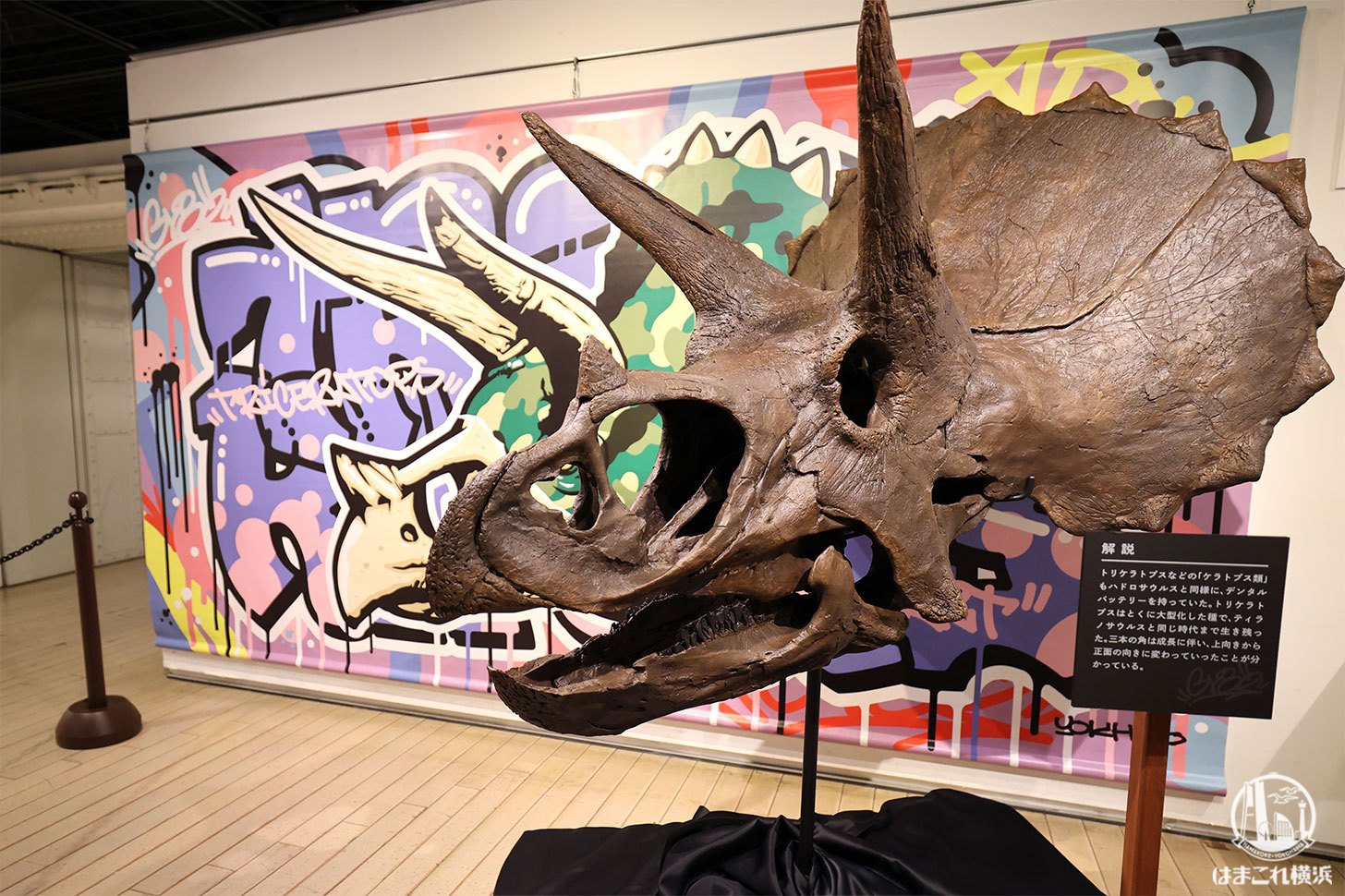 トリケラトプス頭骨