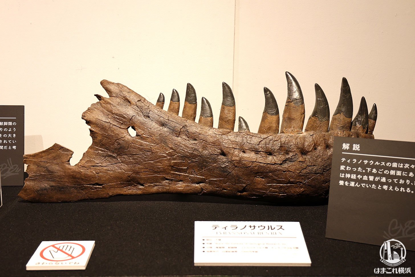 ティラノサウルス下顎