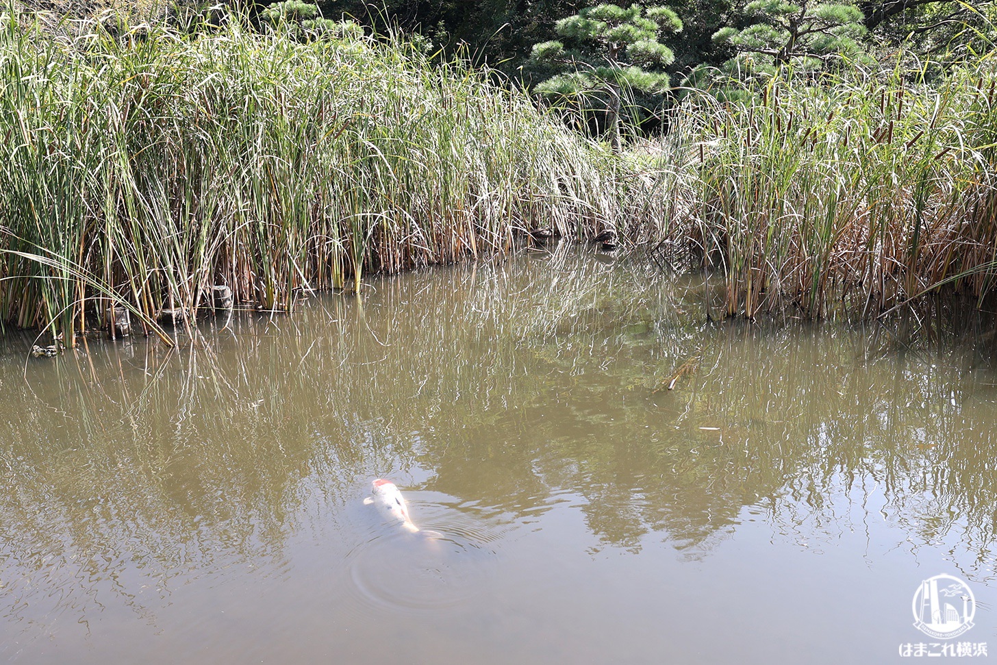 久良岐公園で見つけた鯉
