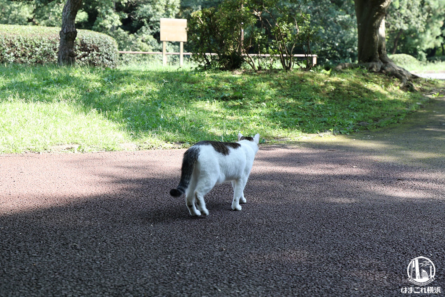 久良岐公園で見つけた猫