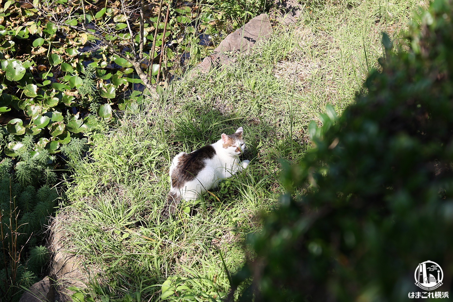 久良岐公園で見つけた猫