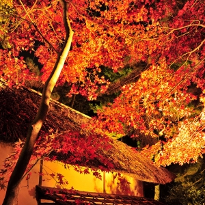 横浜・三渓園で“紅葉ライトアップ”開催！早朝入園チケットや秋限定メニューも
