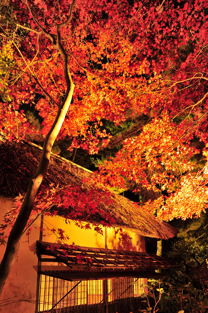 横浜・三渓園で12年ぶりに紅葉ライトアップ開催！茶店に秋限定メニューも