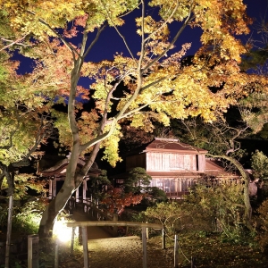 横浜・三溪園の紅葉ライトアップ初鑑賞！古建築とイチョウ・モミジ織りなす庭園散歩