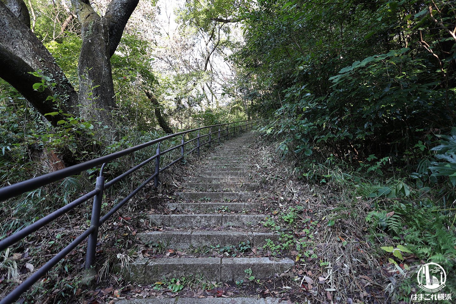 県立四季の森公園 遊歩道 階段