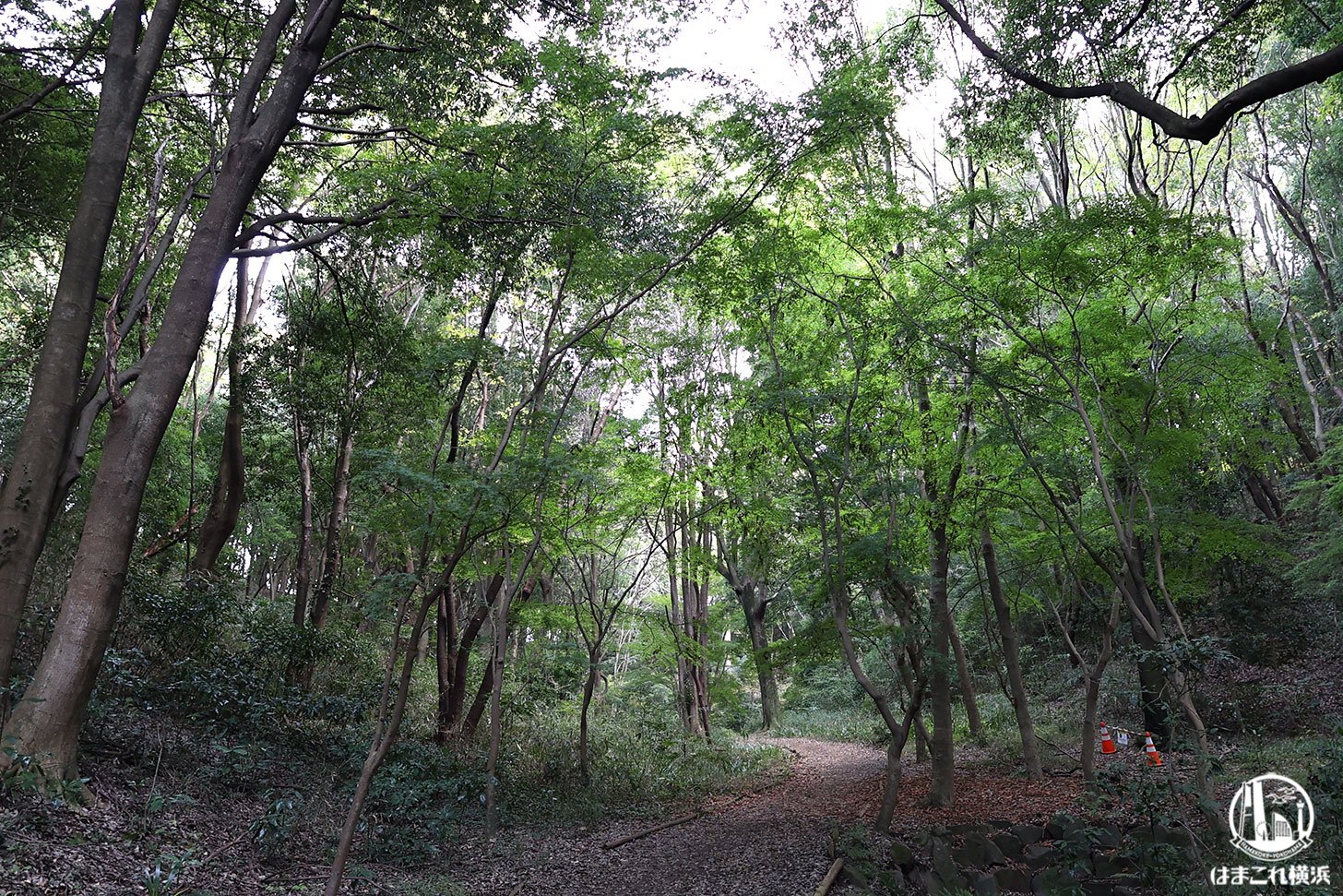 県立四季の森公園 深まる緑