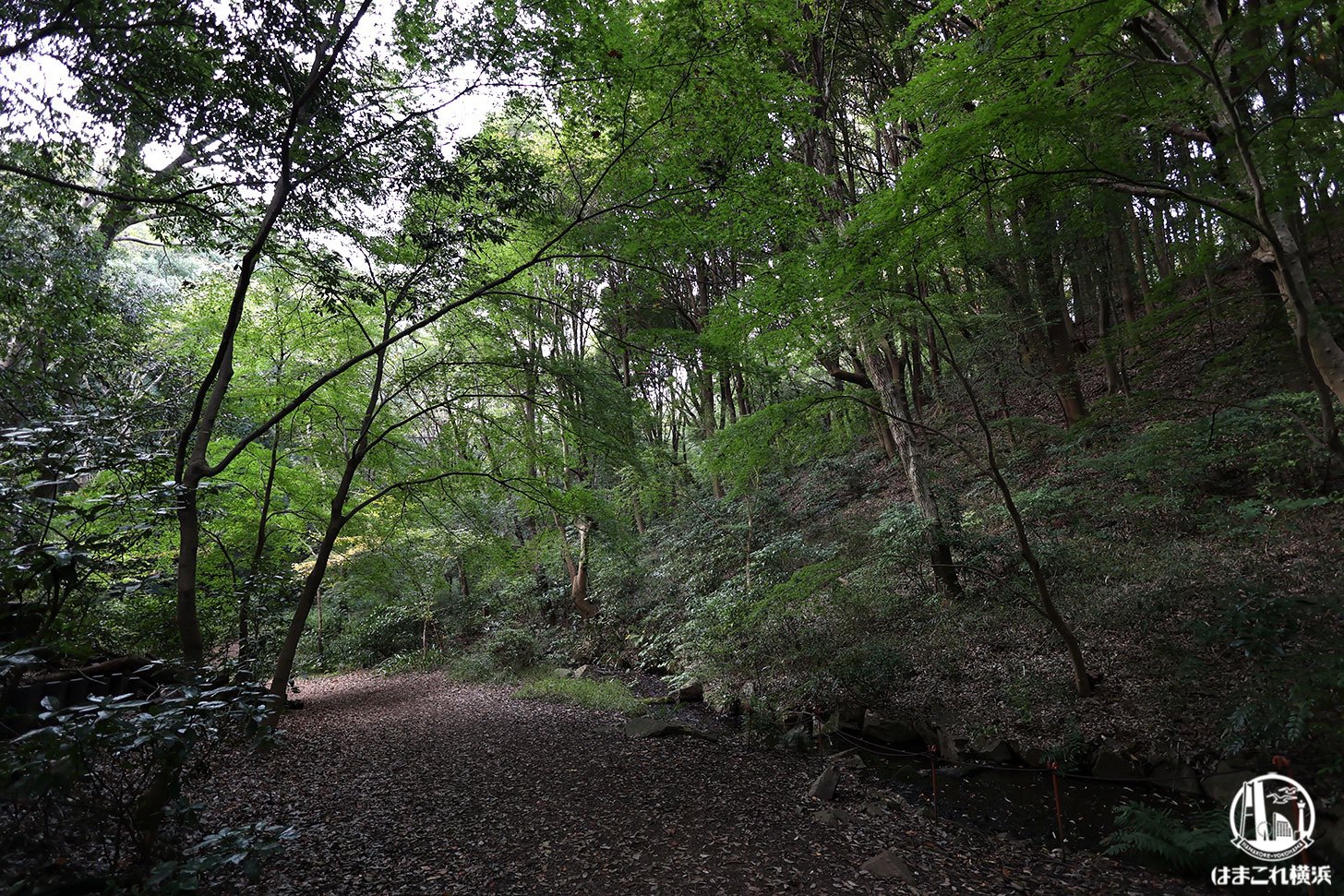 県立四季の森公園 深まる緑