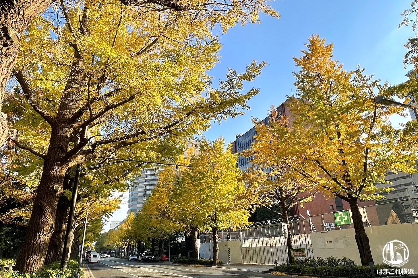 横浜・山下公園通りのイチョウ“黄金色”に多く紅葉！スマホ片手にフォト散歩