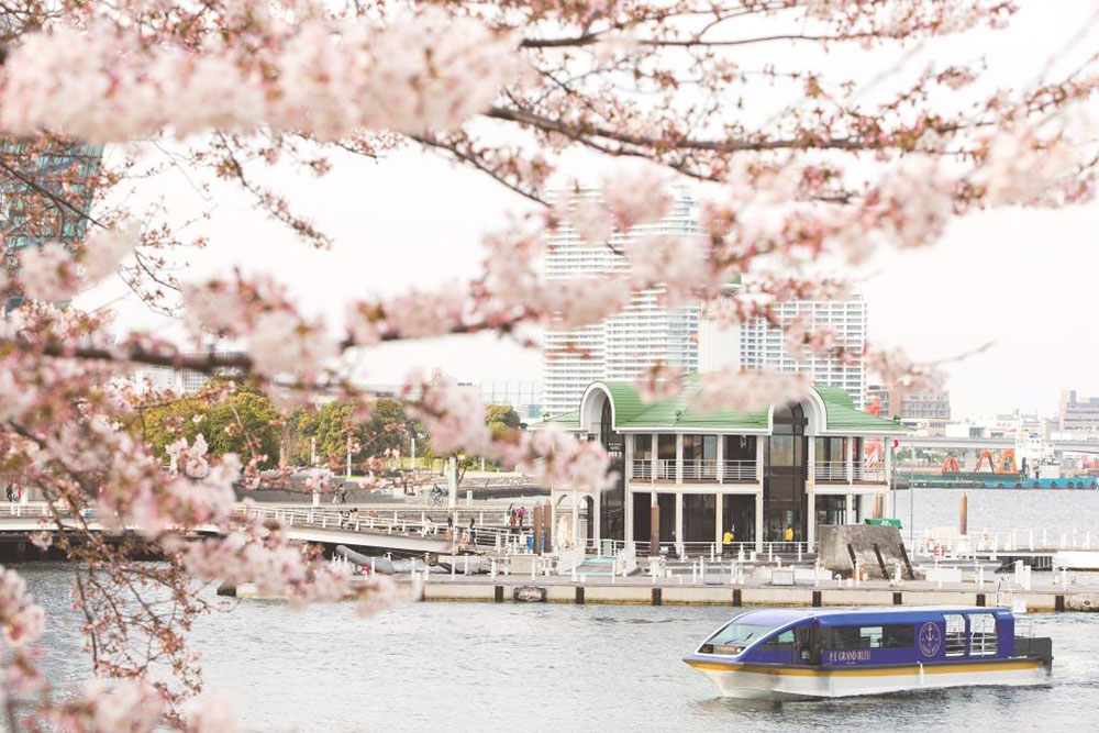 横浜のインターコンチネンタルホテル「大岡川桜クルーズ」2022年も運航！船上からお花見