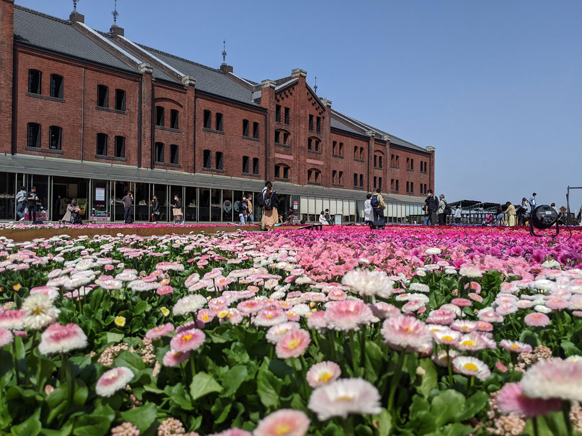 横浜赤レンガ倉庫「フラワーガーデン2022」開催！約20種類23,000鉢で春の華やかな空間演出