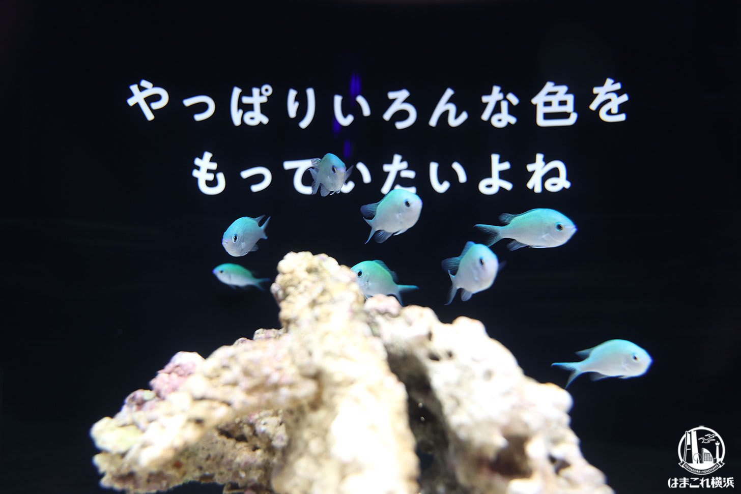 Fortune aquarium yokohama chinatown report 23