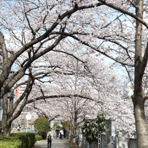 横浜・石崎川プロムナードの桜並木も凄かった！川面に映る桜や電車と桜のコラボも