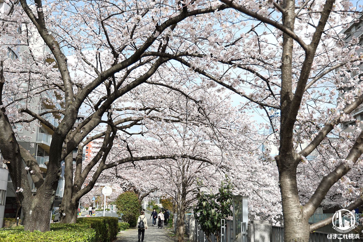 横浜・石崎川プロムナードの桜並木も凄かった！各所の橋から桜のお花見のんびりまったり