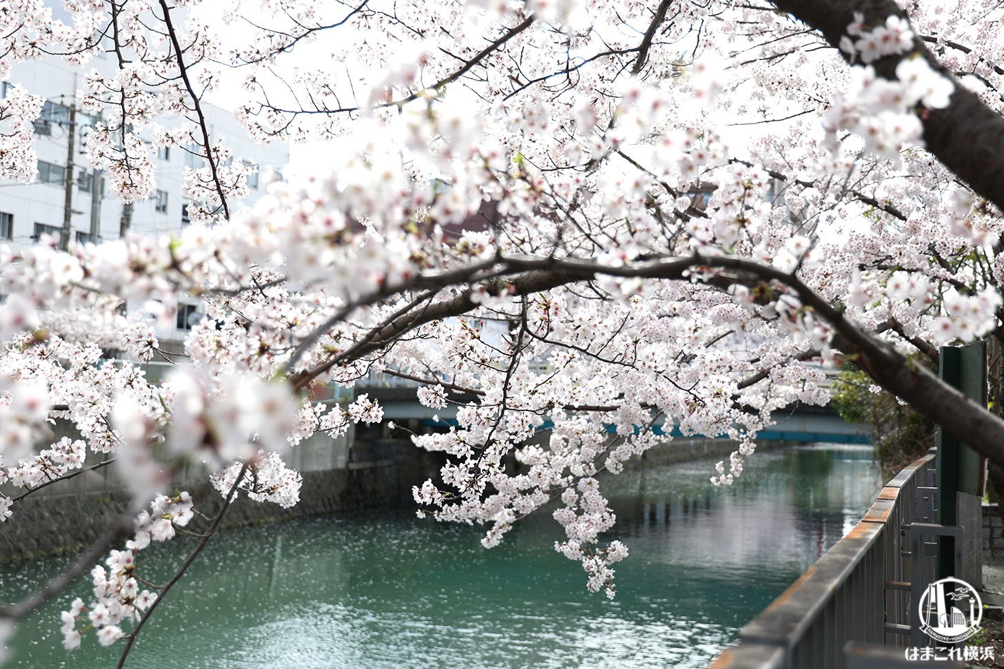 石崎川プロムナード 川面に映る桜