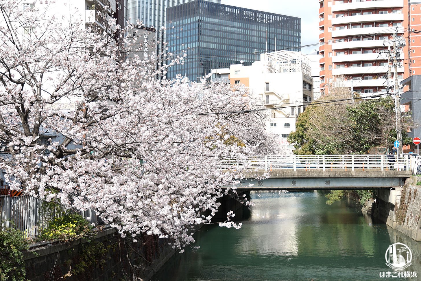 石崎川プロムナード 橋の上から見た桜
