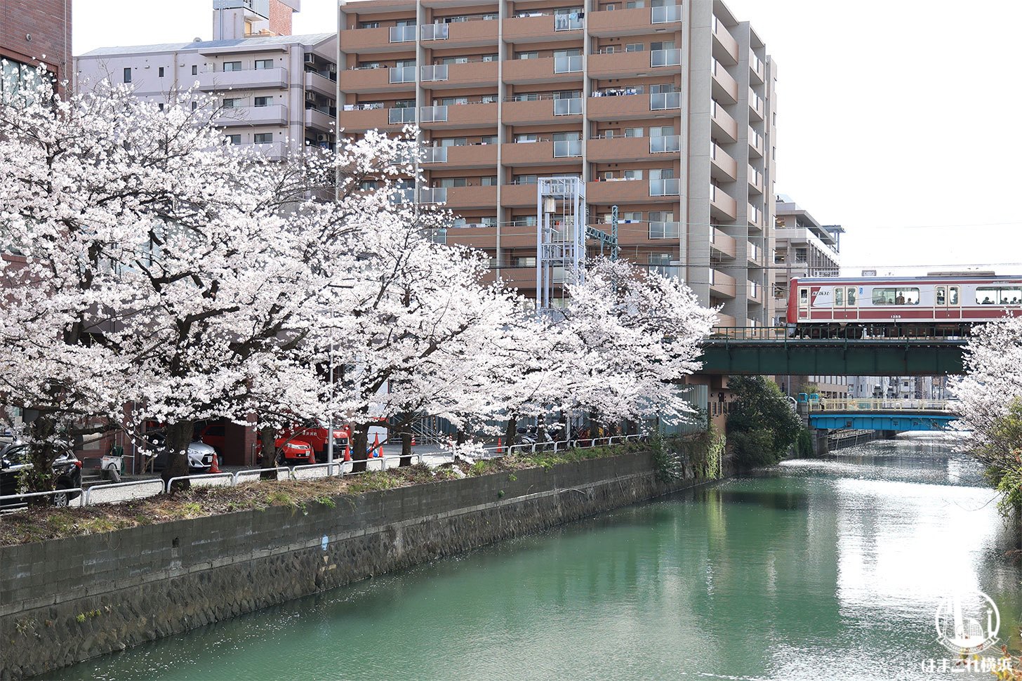 石崎川プロムナード 京急線と桜