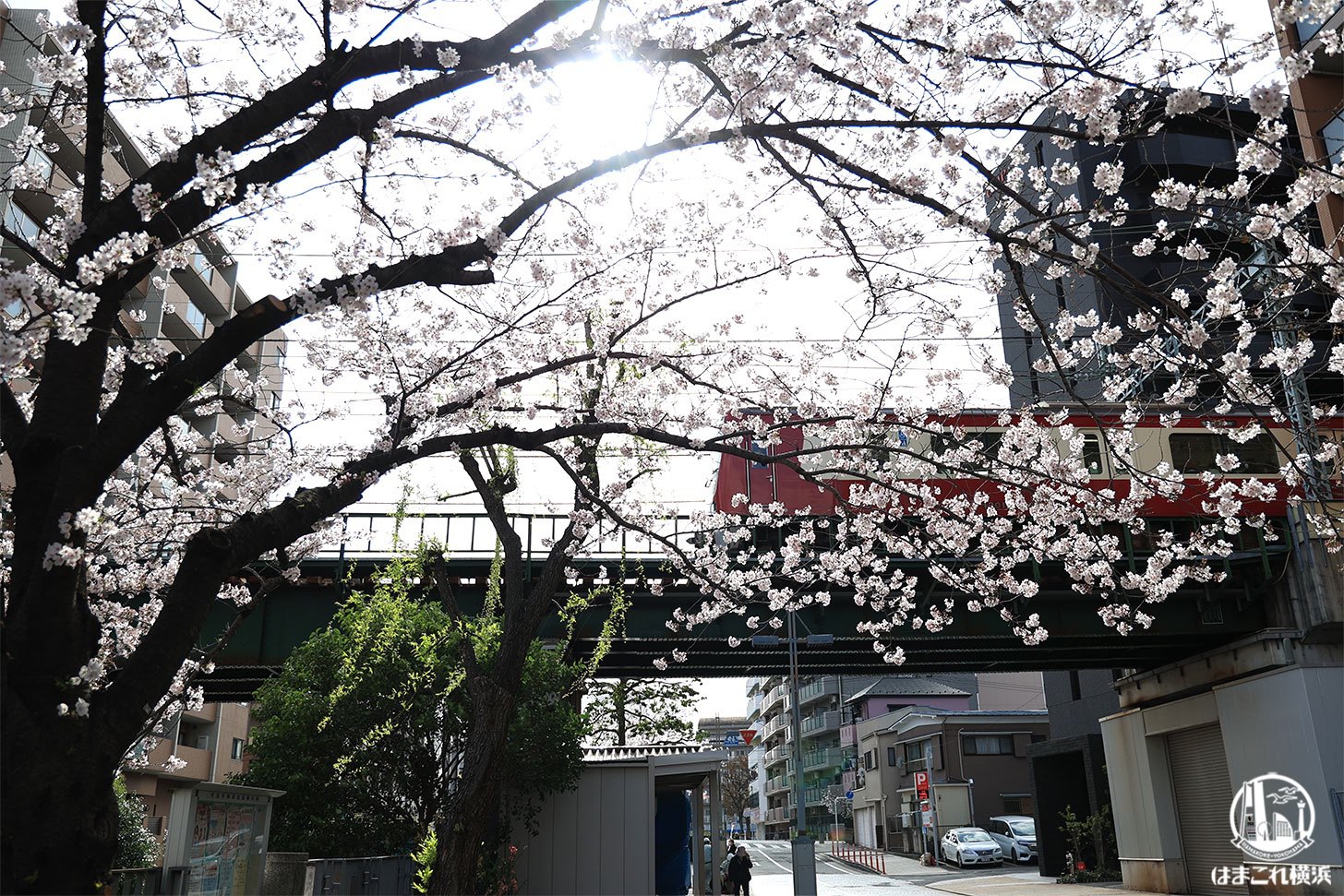 石崎川プロムナード 京急線と桜