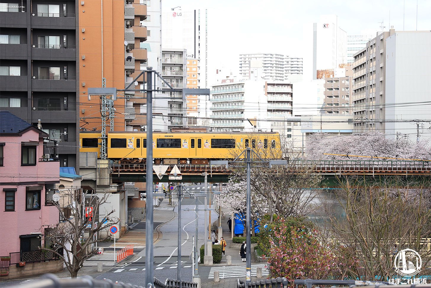 石崎川プロムナード 黄色い列車と桜