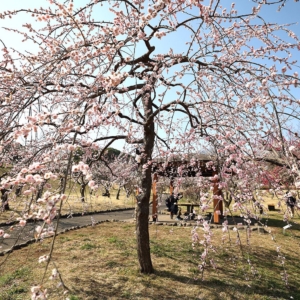 横浜・根岸森林公園で“梅”のお花見したら充実！園内散策とセットの春時間