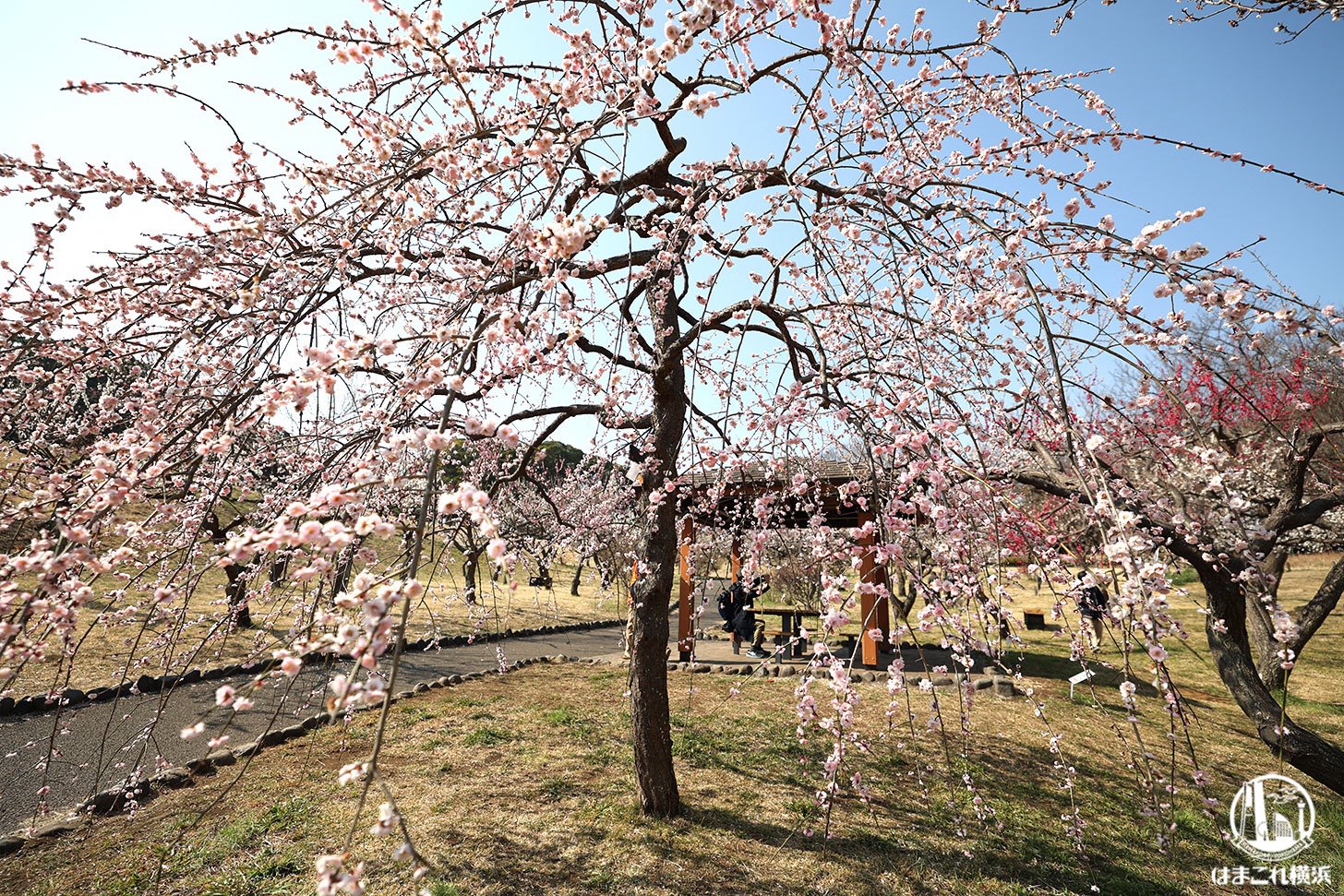 横浜・根岸森林公園で“梅”のお花見したら完全春！園内散歩とセットで充実の癒し時間