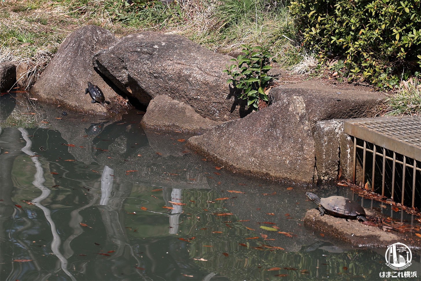 根岸森林公園の池 カメ