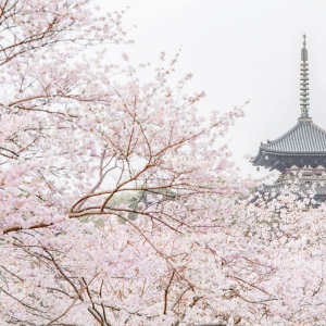 横浜三溪園で桜満喫「桜めぐり」開催！2022年は3年ぶりライトアップも