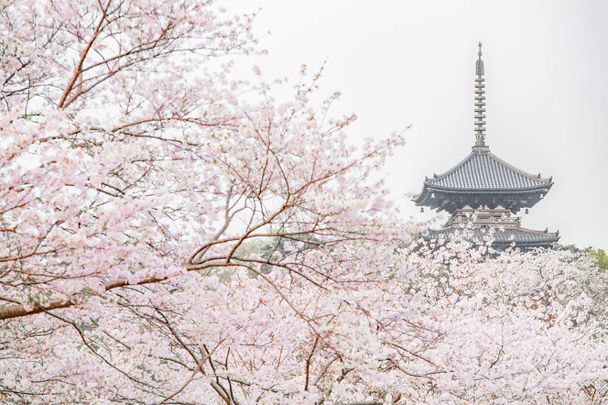 横浜三渓園で桜満喫「桜めぐり」2開催！2022年は3年ぶりライトアップも