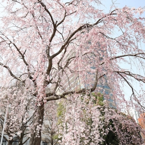 山下公園のしだれ桜が抜群の見応え！2022年も桜に包まれるように桜堪能