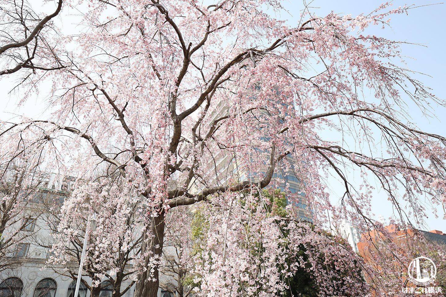山下公園「しだれ桜」が見事な見応え！2022年も桜に包まれるように桜堪能