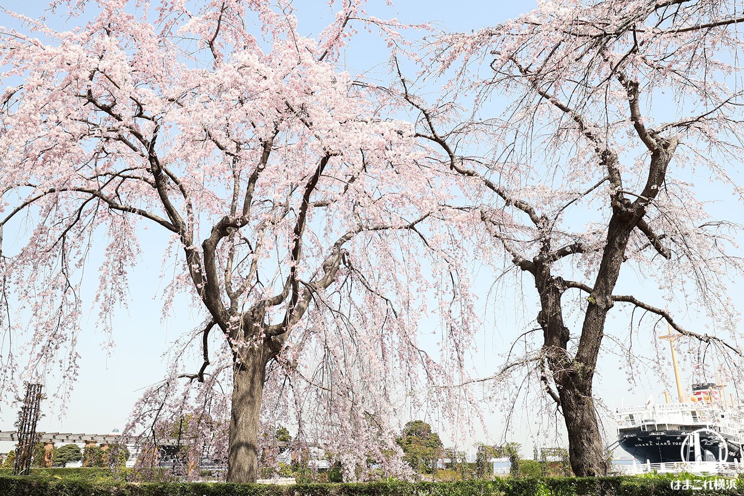 2022年 山下公園「しだれ桜」背景に氷川丸