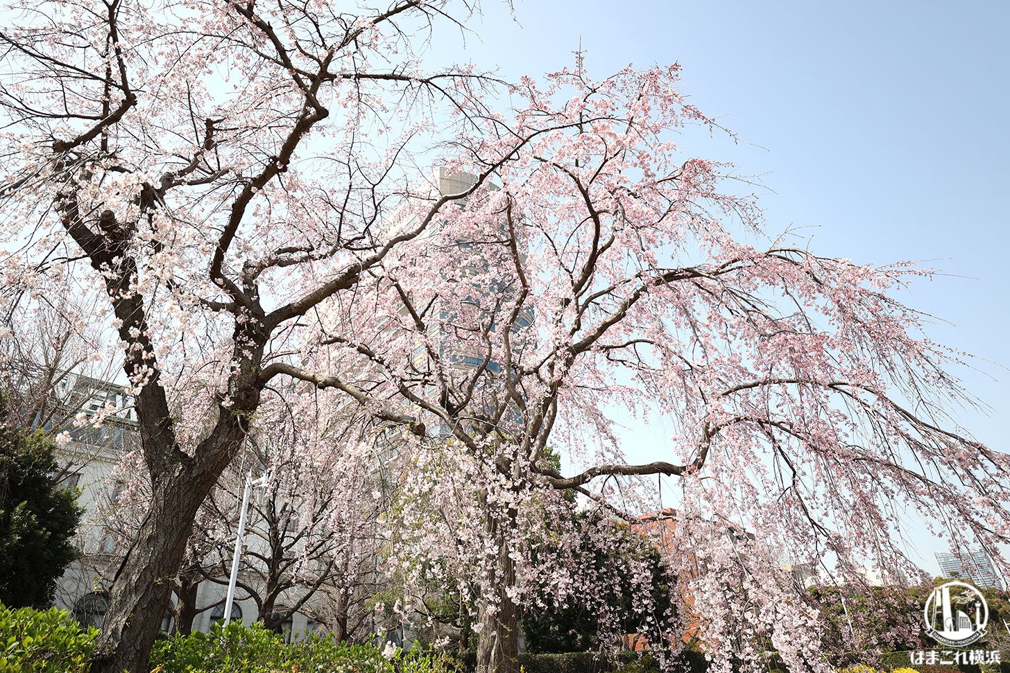 2022年 山下公園「しだれ桜」