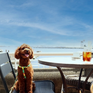 横浜のインターコンチネンタルホテルに「ドッグフレンドリーテラス」愛犬と一緒にランチ