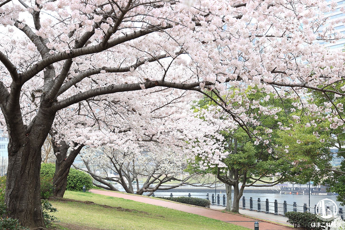 横浜みなとみらいの桜2022年も満開！満開桜撮って満喫したお花見コース1時間