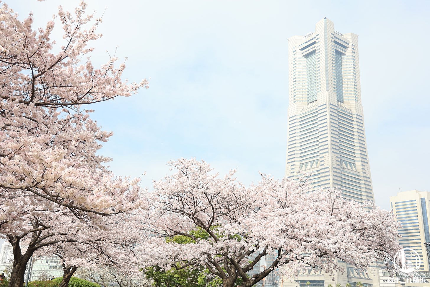 2022年 汽車道で撮った満開の桜と横浜ランドマークタワー