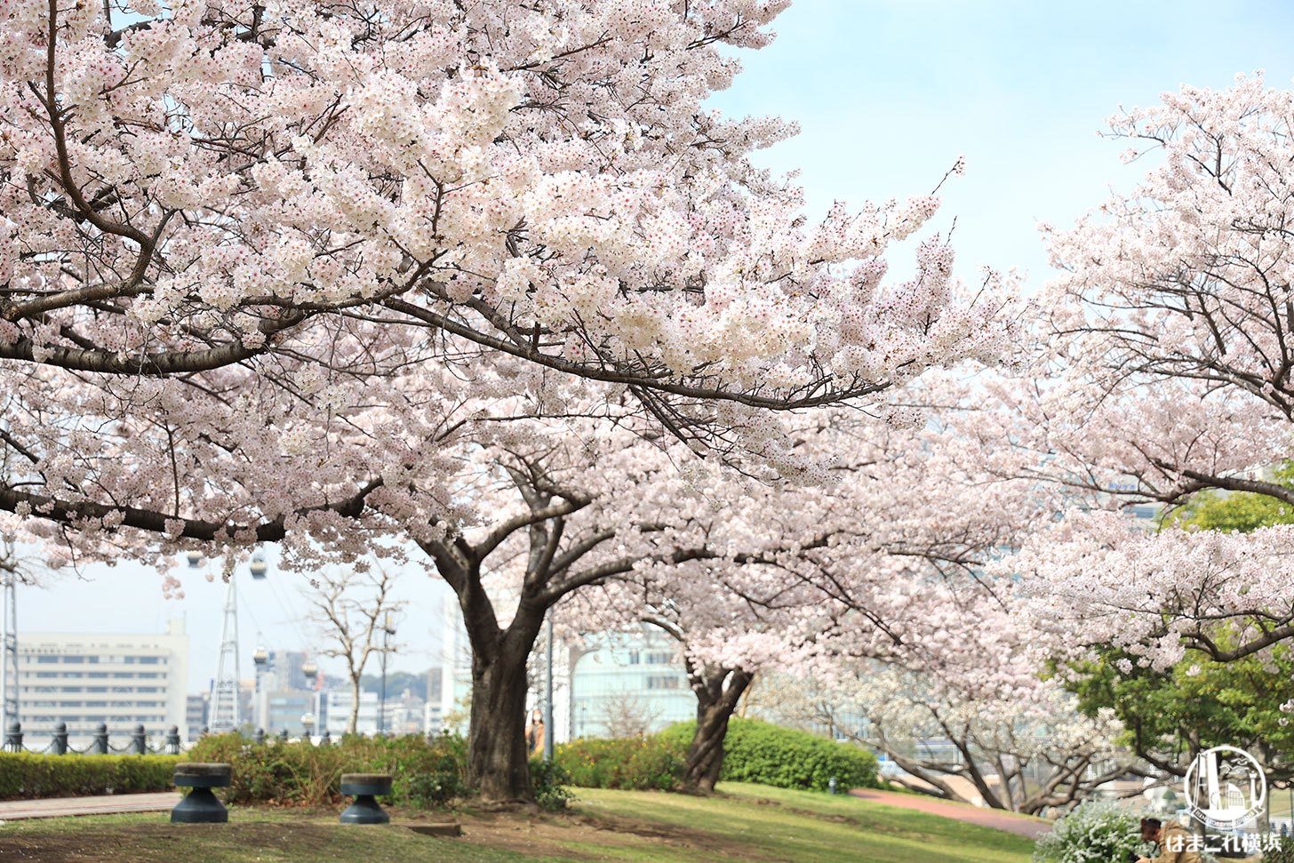 2022年 汽車道で撮った満開の桜とロープウェイ