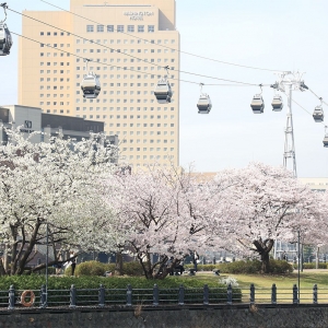 横浜みなとみらいの桜満開！桜撮りながら春満喫したお花見コース2022