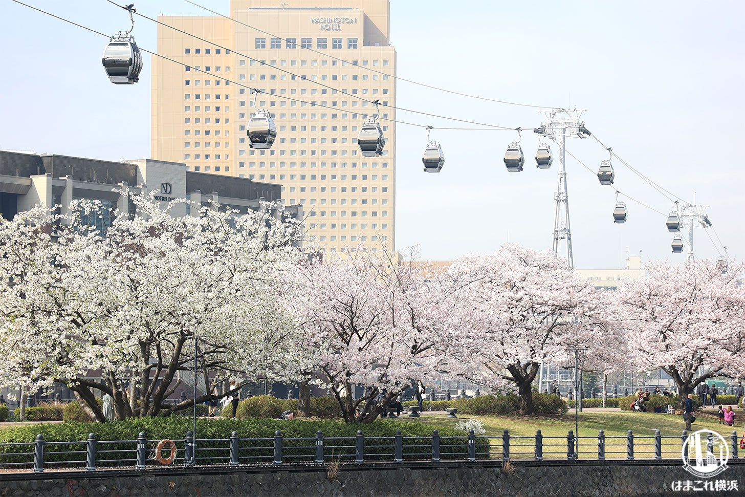 2022年 汽車道で撮った満開の桜とロープウェイ