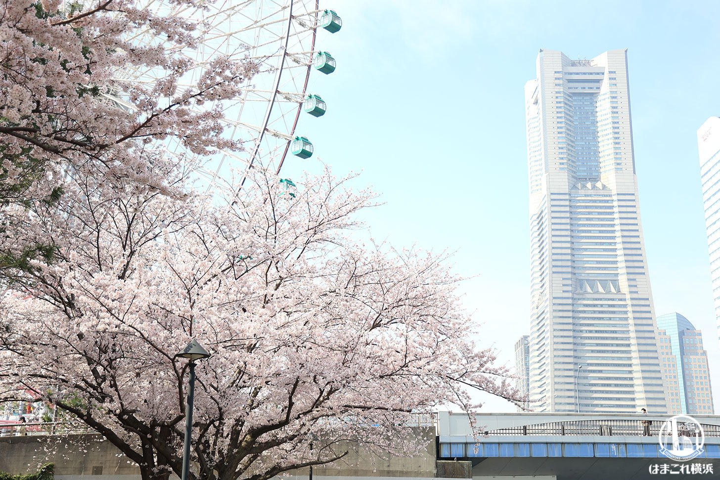 2022年 新港パークで撮った満開の桜と横浜ランドマークタワー・大観覧車