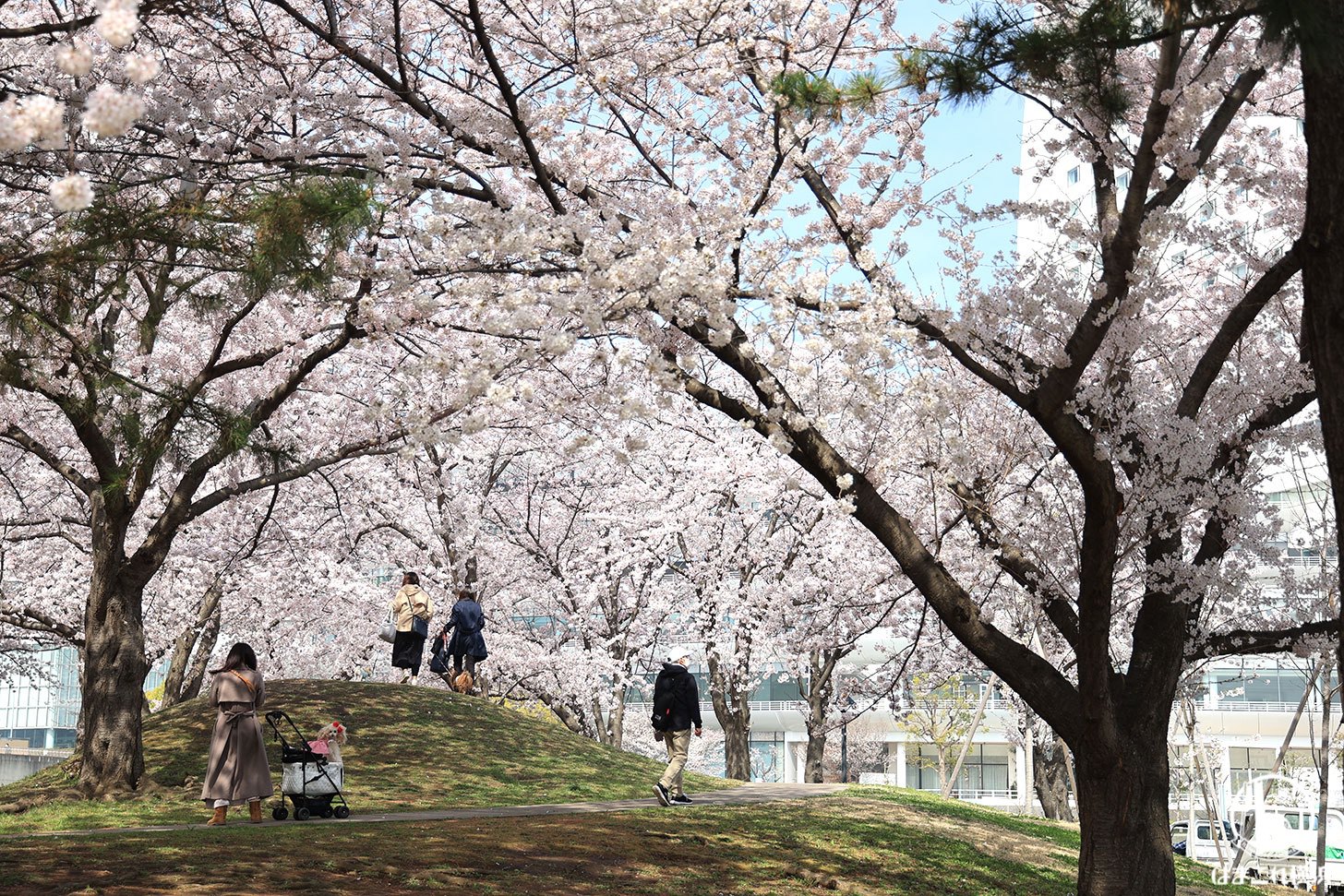 2022年 新港パークで撮った満開の桜