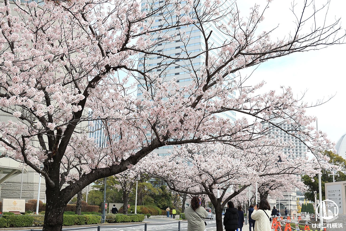 2022年 さくら通りで撮った満開の桜