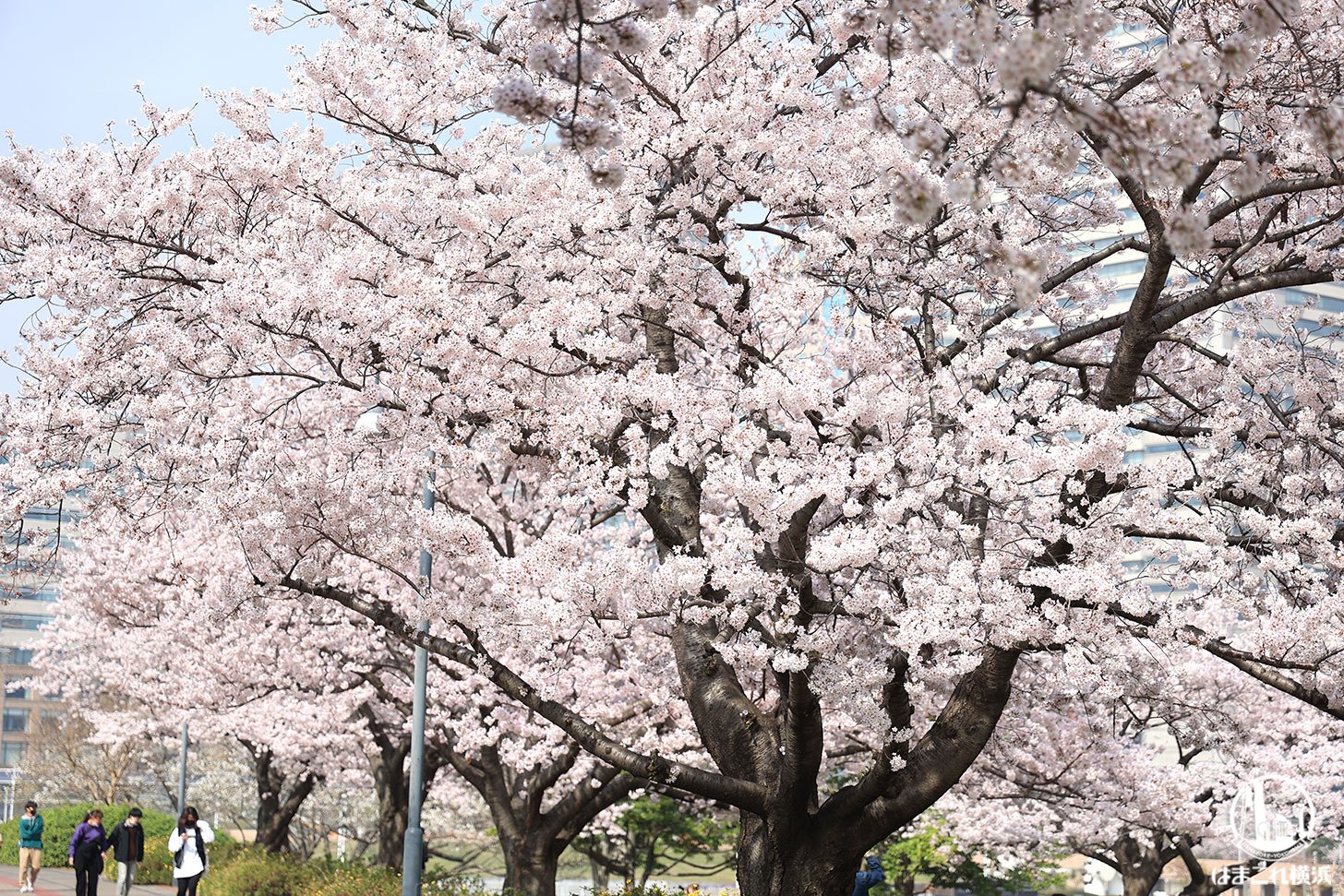 2022年 汽車道で撮った満開の桜