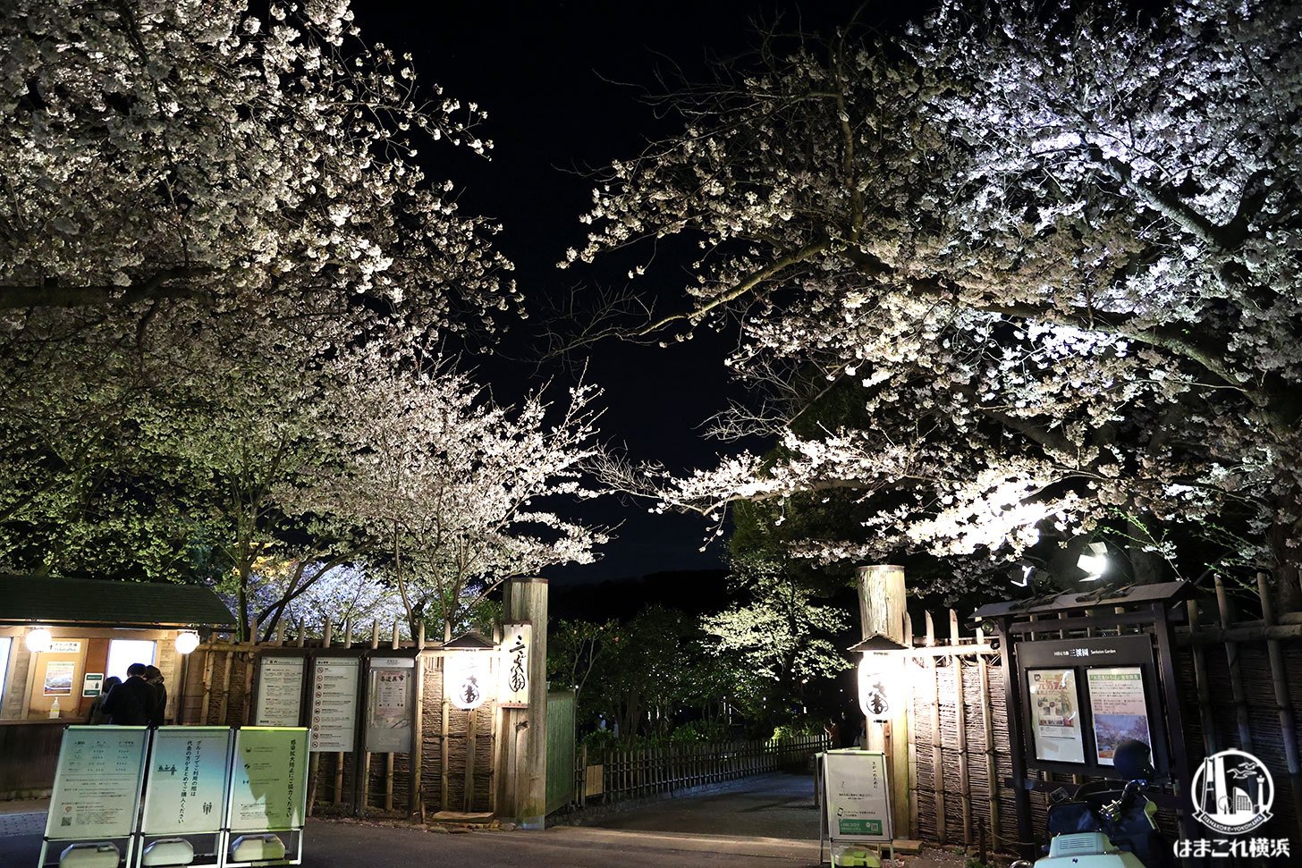 三溪園 桜ライトアップ正門
