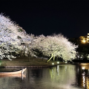 横浜・三溪園の桜ライトアップに感動！夜桜と歴史的建造物の幻想的な競演お花見
