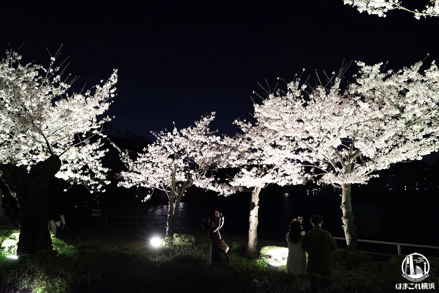 三溪園 桜の並木ライトアップ