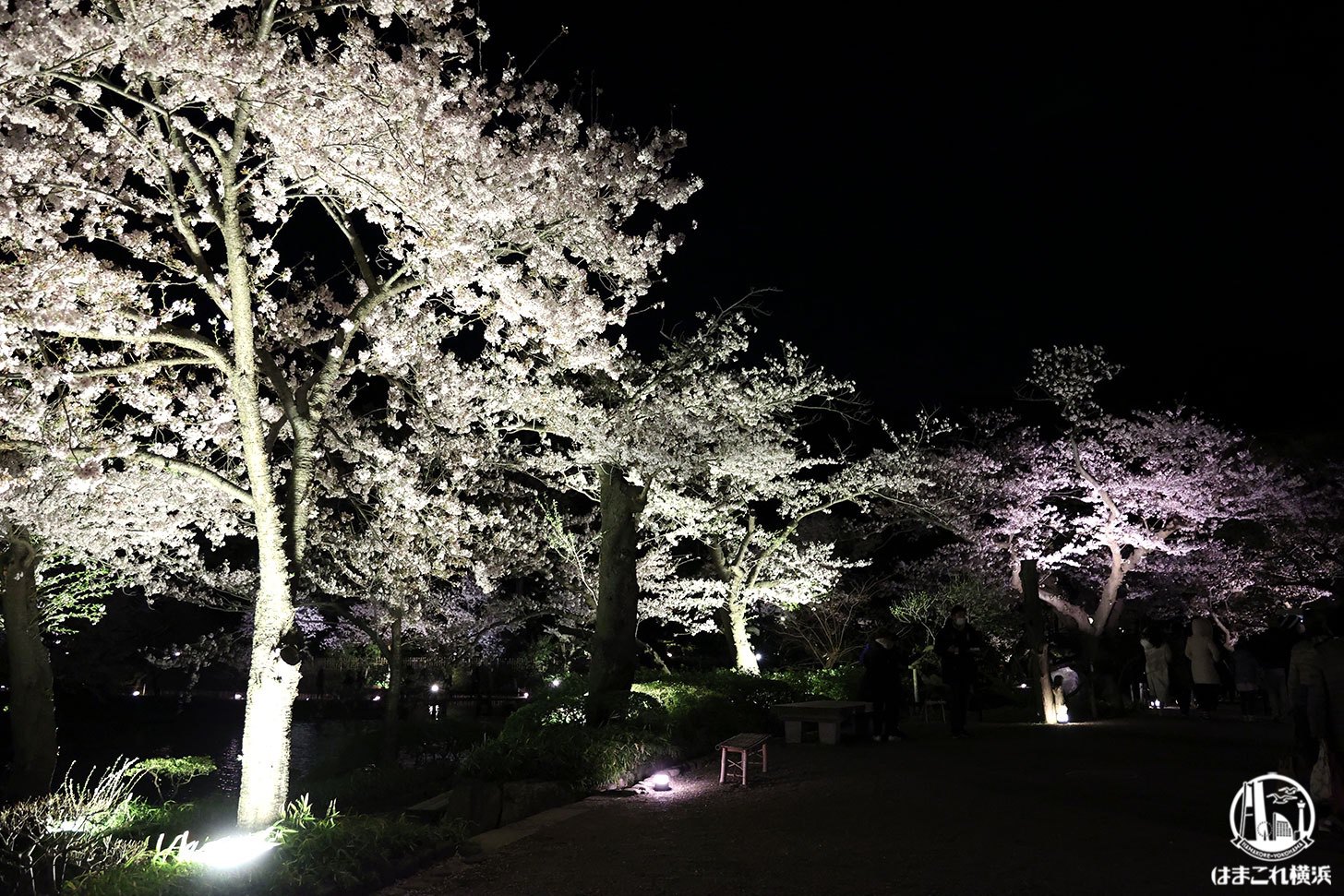 三溪園 桜並木ライトアップ