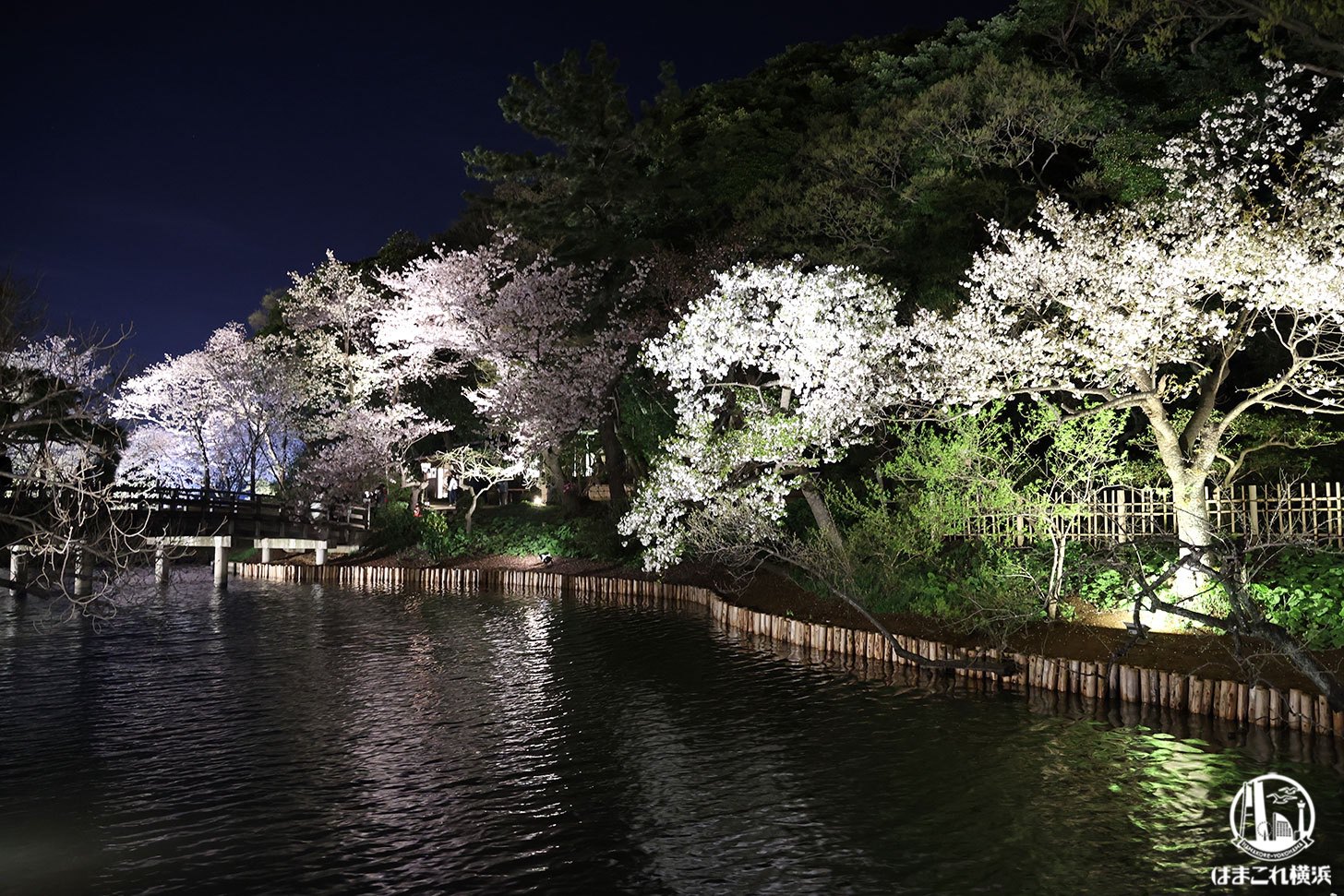 三溪園 大池と桜ライトアップ