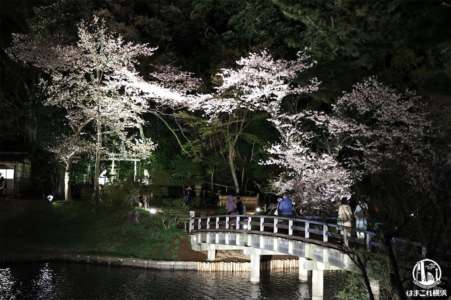 三溪園 桜と橋のライトアップと橋の競演