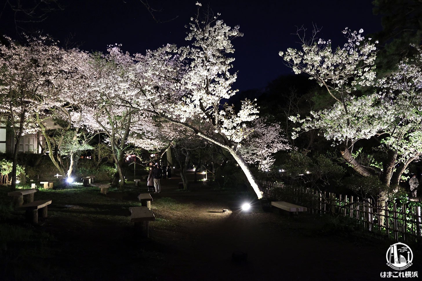 三溪園 桜ライトアップ