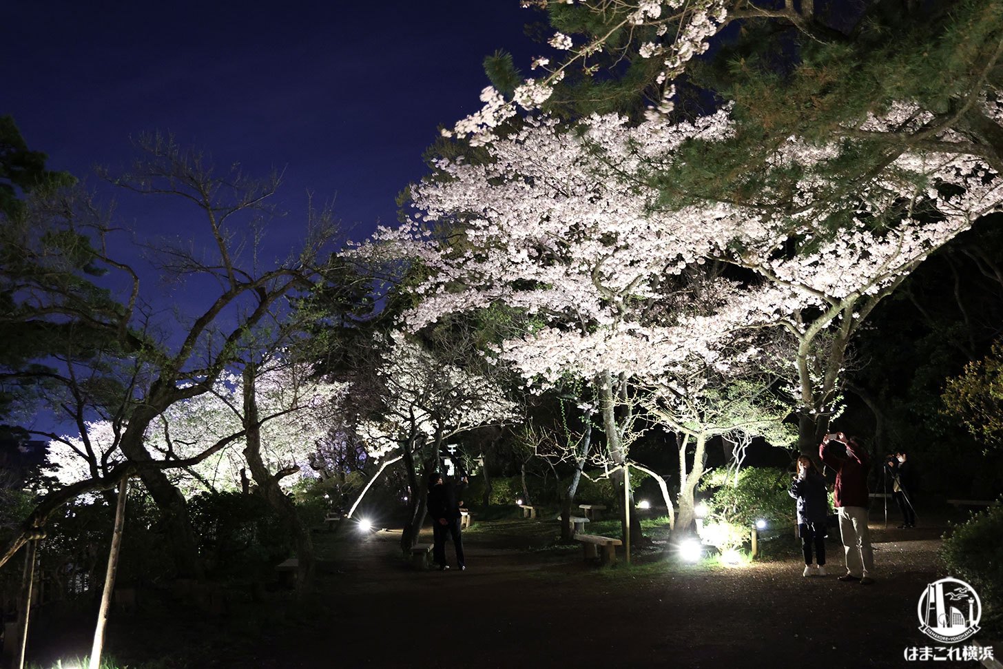 三溪園 桜ライトアップ
